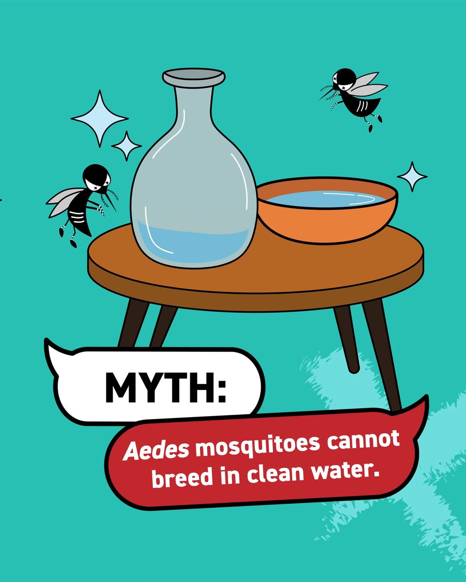 An infographic illustrating key steps to prevent mosquito breeding in urban areas.