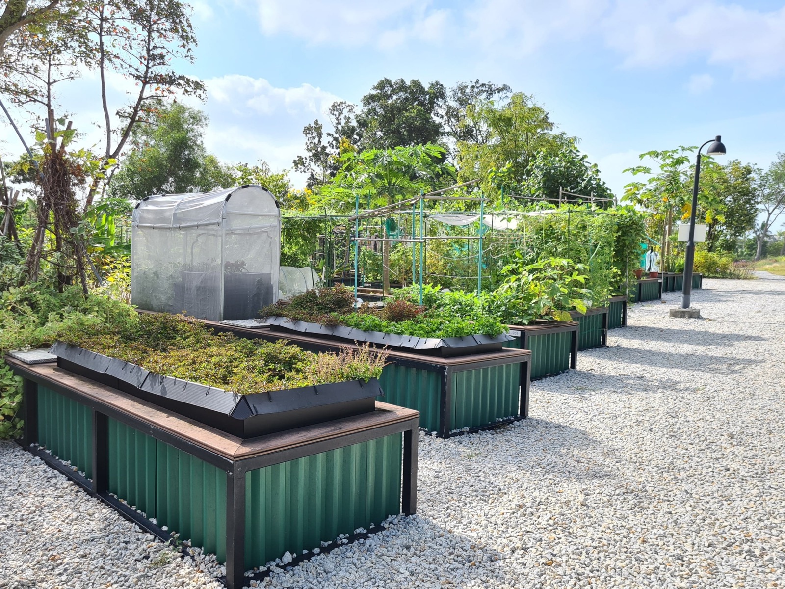 Apply for NParks allotment plots at AXS Canberra Plaza by 2 Nov 2026